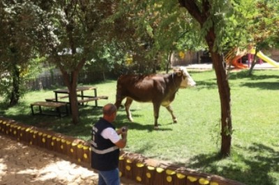 Kurban Yakalama Timleri kaçan tosunu yakaladı