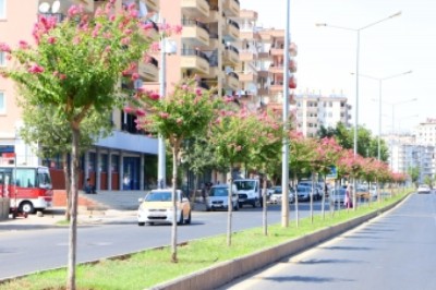 Refüj ve kavşaklar Oya ağaçları ile renklendi